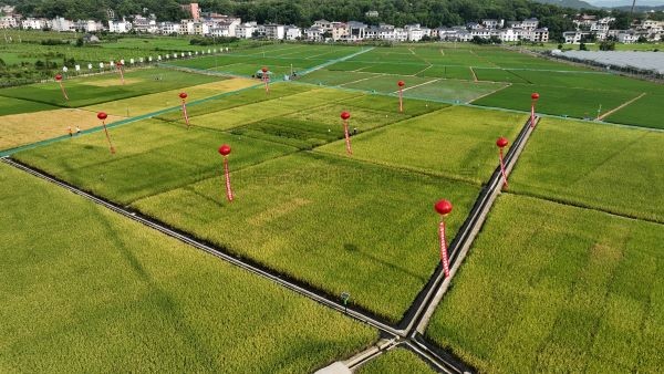 湘东区现代化制种基地，数智赋能让“赣鄱粮仓”更有底气！