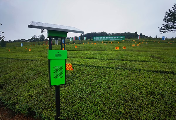 五峰仁和坪镇道家湾茶园里的草莓视频在线免费杀虫灯